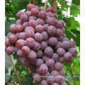 Size Chinese red globe grapes Fresh Style fresh grapes for sale